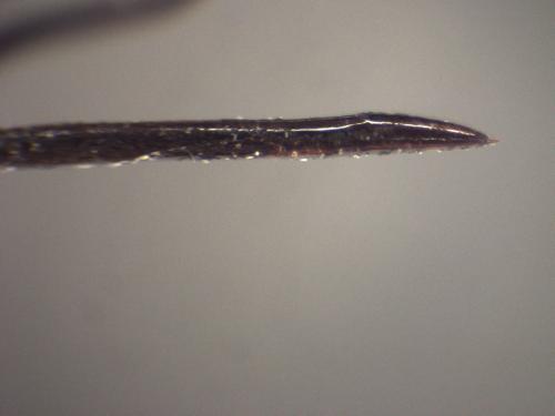 Agrothereutes aterrimus